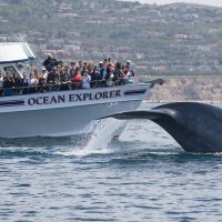 Cruises, Sailing & Water Tours