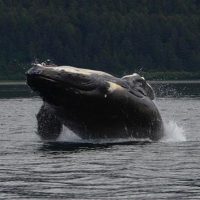 Cruises, Sailing & Water Tours