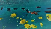 This was our best snorkeling experience ever