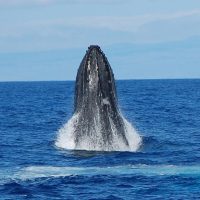Dolphin & Whale Watching