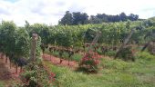 Wine tour