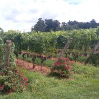 Food, Wine & Nightlife