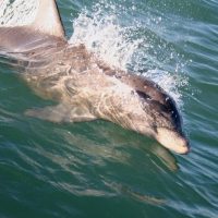 Cruises, Sailing & Water Tours
