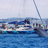 Dolphin & Whale Watching
