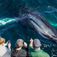 Cruises, Sailing & Water Tours