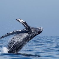 Cruises, Sailing & Water Tours
