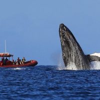 Dolphin & Whale Watching