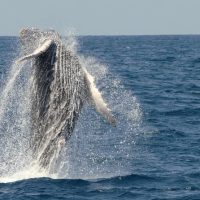 Dolphin & Whale Watching