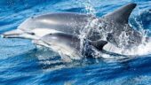 Watching the dolphins