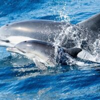 Nature & Wildlife