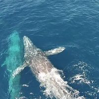 Cruises, Sailing & Water Tours