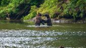 Bears!!