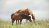 Awesome OBX Wild Horse Tour