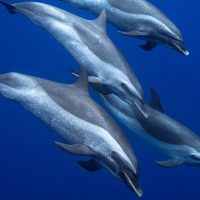 Swim with Dolphins