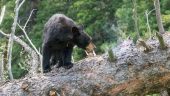 An Epic Day Filled with Wolves, Bear, Bison and Moose
