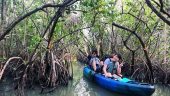 Manatees