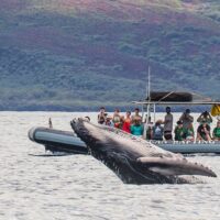 Dolphin & Whale Watching