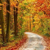 Luxury Tours