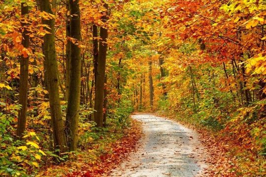 Thanksgiving in Sevierville
