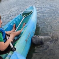 Dolphin & Whale Watching