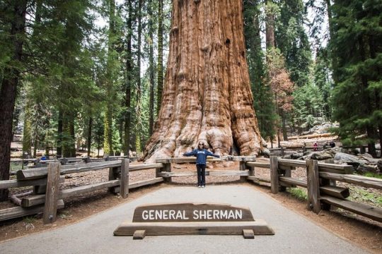 New Year’s Eve in Sequoia and Kings Canyon National Park