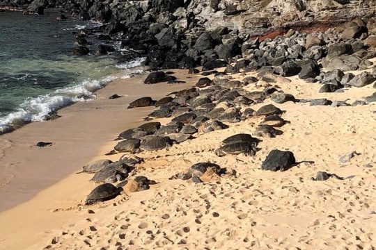 Veteran's Day in Kihei