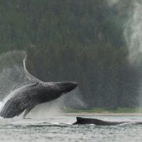 Sightseeing Packages