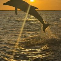 Luxury Tours