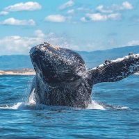 Cruises, Sailing & Water Tours