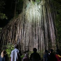 Night Tours