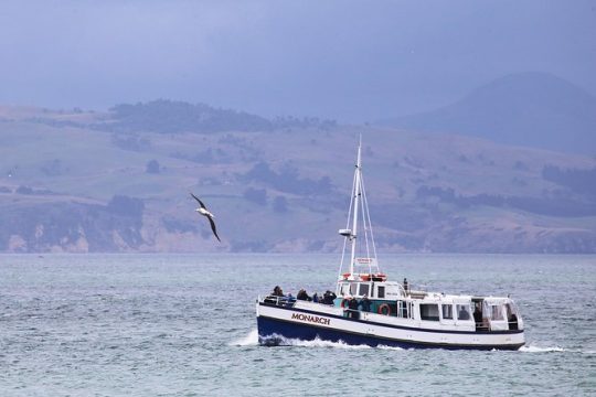 New Year’s Day long weekend in Dunedin & The Otago Peninsula