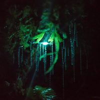 Night Tours