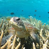 Snorkeling