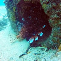 Scuba Diving