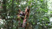 Best Orangutans trekking