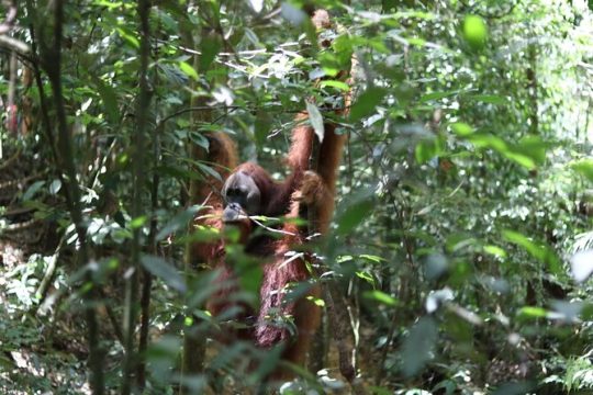 Halloween in Sumatra