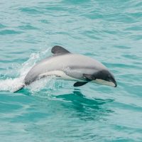 Cruises, Sailing & Water Tours