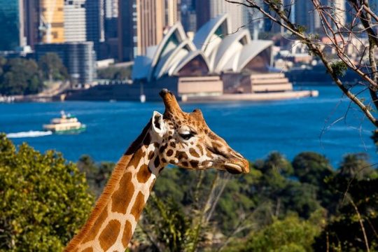 New Year’s Day long weekend in Oceania