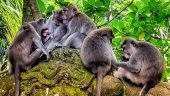 Bali, an island to discover