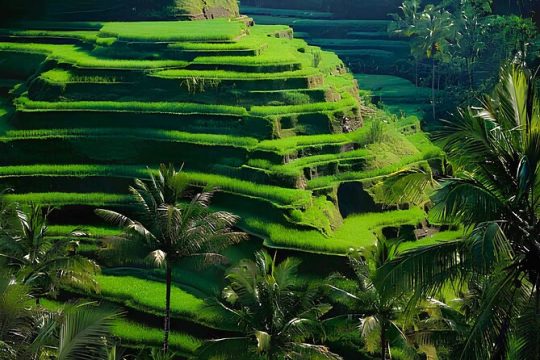 New Year’s Day long weekend in Ubud