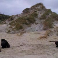 Shore Excursions