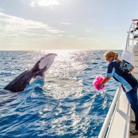 Dolphin & Whale Watching
