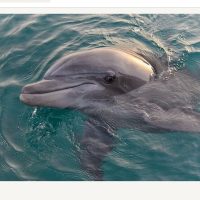 Dolphin & Whale Watching