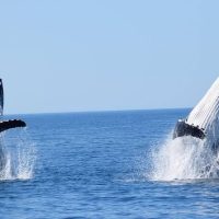 Cruises, Sailing & Water Tours