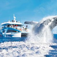Dolphin & Whale Watching