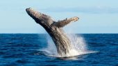 Whale watching excursion