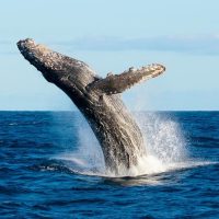 Boat Tours