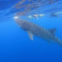 Dolphin & Whale Watching