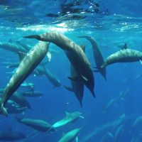 Cruises, Sailing & Water Tours