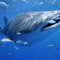 Cruises, Sailing & Water Tours